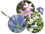 Fleurs de Bach à Castres